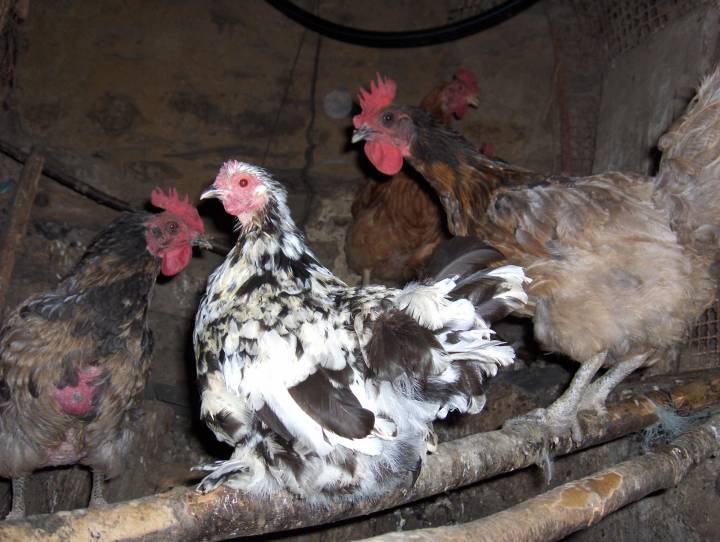 des poules au poulailler 